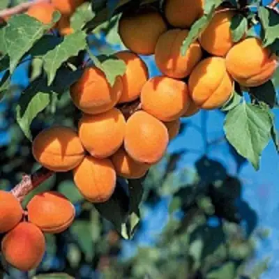 Абрикос ХАРКОТ в Лиде