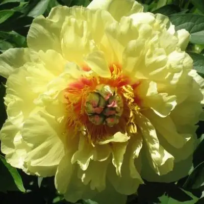 Пион ЗОЛОТАЯ КОРОНА древовидный в Лиде