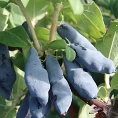 Жимолость съедобная НИМФА (ГАММА) в Лиде