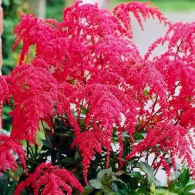 Астильба РЕД ЧАРМ Арендса в Лиде