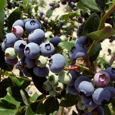 Голубика ЭЛИЗАБЕТ в Лиде