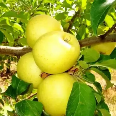 Яблоня ГОЛДЕН ДЕЛИШЕС в Лиде