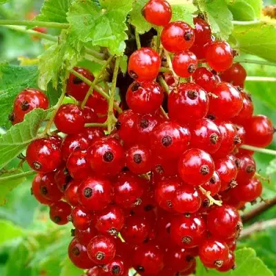 Смородина красная НЕНАГЛЯДНАЯ в Лиде