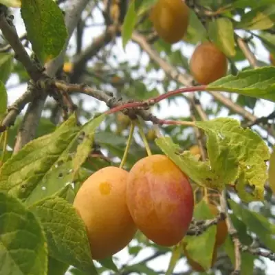 Слива НАТАША в Лиде