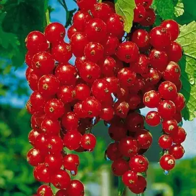 Смородина красная РОВАДА в Лиде