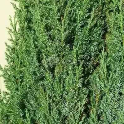 Можжевельник ХИБЕРНИКА обыкновенный  в Лиде