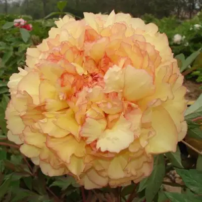 Пион ЗОЛОТАЯ РОССЫПЬ древовидный в Лиде