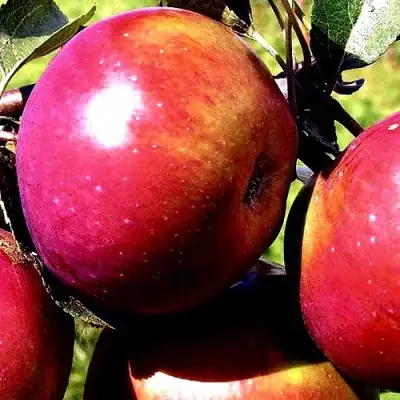 Яблоня ВЕСЯЛИНА в Лиде