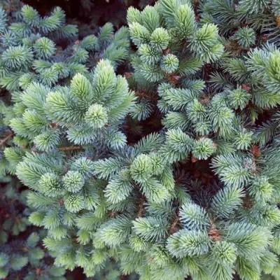 Ель ЭХИНИФОРМИС сизая в Лиде