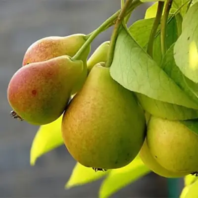 Груша СЕВЕРЯНКА в Лиде