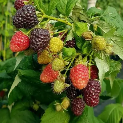 Малина БЛЭК ПОЛЬКА (ХЕБАН) в Лиде