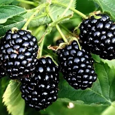 Ежевика ПРАЙМ АРК ТРЕВЕЛЕР ремонтантная  в Лиде