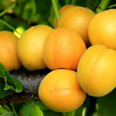 Абрикос ЦАРСКИЙ в Лиде