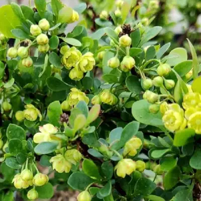 Барбарис КОБОЛЬД тунберга в Лиде