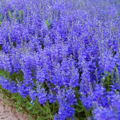 Вероника австрийская в Лиде