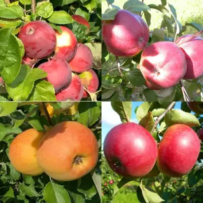 Комплект ЯБЛОНЕВЫЙ КВАРТЕТ в Лиде