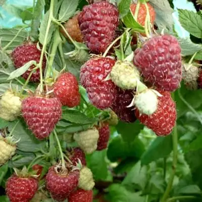 Малина ЖАР-ПТИЦА в Лиде