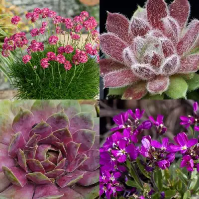 Комплект МИНИ САД в Лиде