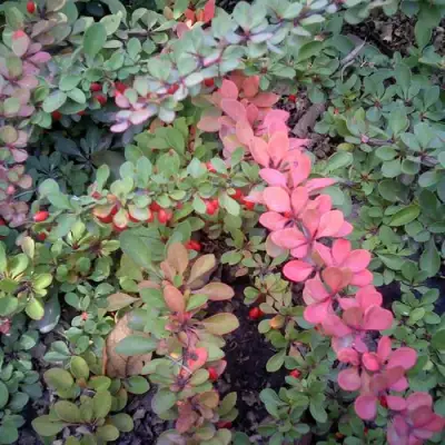 Барбарис ГРИН КАРПЕТ тунберга в Лиде