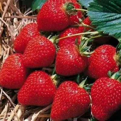 Клубника КИМБЕРЛИ в Лиде