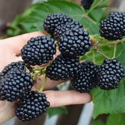 Ежевика ДЖАМБО бесшипная  в Лиде