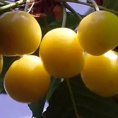 Черешня ЧЕРМАШНАЯ в Лиде