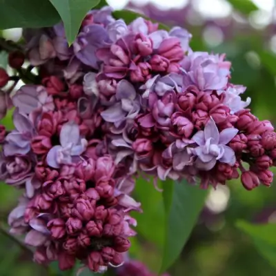 Сирень П.П.КОНЧАЛОВСКИЙ в Лиде