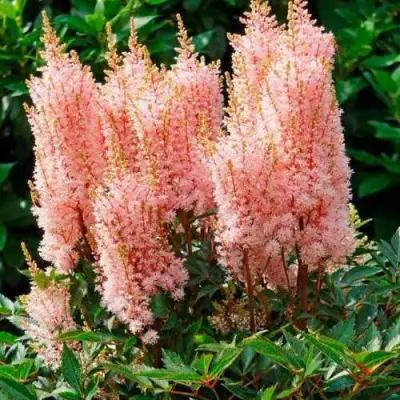 Астильба ЛУК ЭТ МИ японская в Лиде