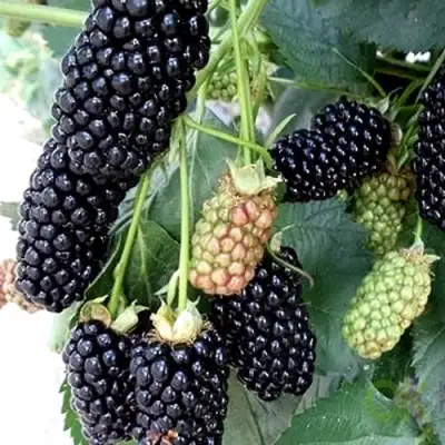 Ежевика ПРАЙМ АРК 45 ремонтантная   в Лиде