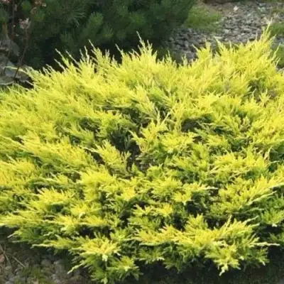 Можжевельник ЛАЙМ ГЛОУ горизонтальный  в Лиде