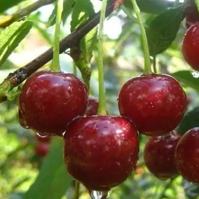 Вишня ВОЛОЧАЕВКА в Лиде