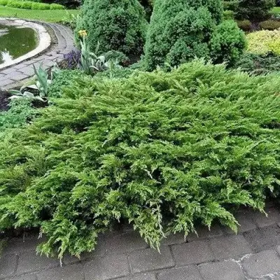 Можжевельник РОКЕРИ ДЖЕМ казацкий  в Лиде