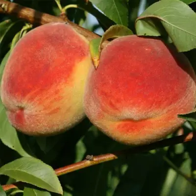 Персик МАРИЯ в Лиде