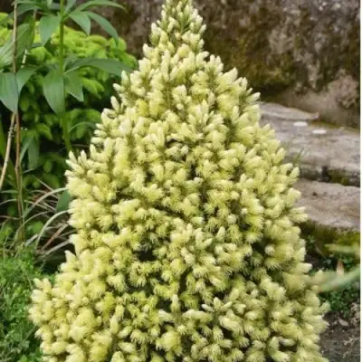 Ель МАЙГОЛД колючая в Лиде