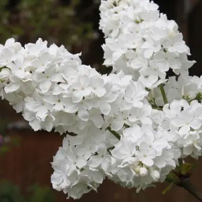 Сирень ФЛОРА в Лиде