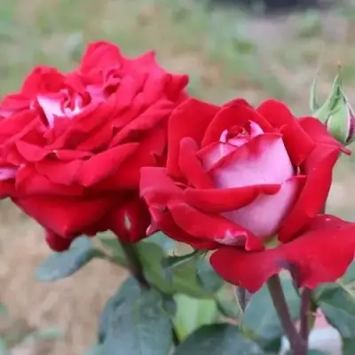 Роза АЛЬЯНС чайно-гибридная в Лиде