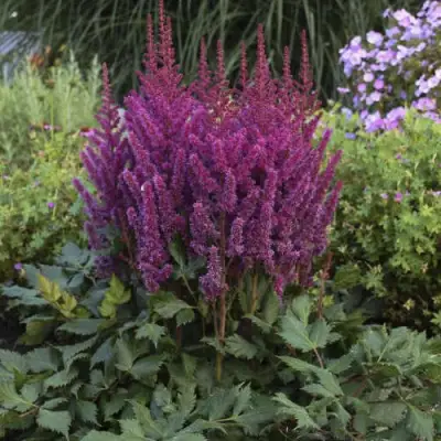 Астильба ВИЖНС китайская в Лиде