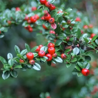 Кизильник горизонтальный в Лиде