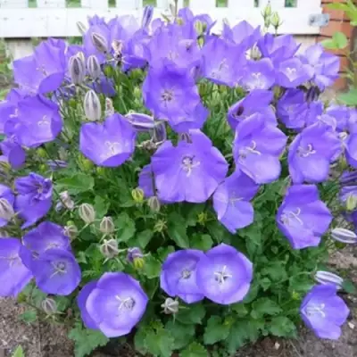 Колокольчик САНТА карпатский в Лиде