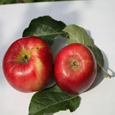 Яблоня РЕДФРИ в Лиде