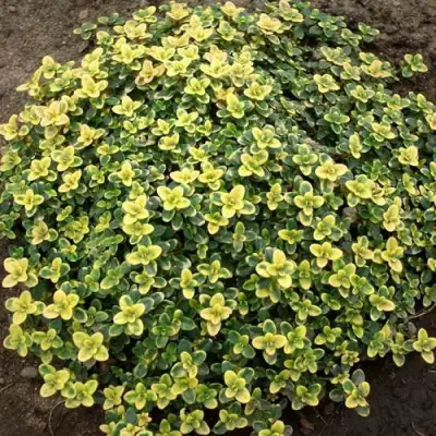 Тимьян ДОННА ВАЛЕЙ лимоннопахнущий в Лиде