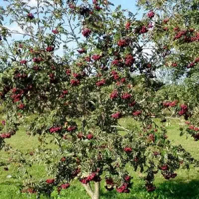 Рябина БУРКА сладкоплодная в Лиде