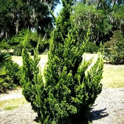 Можжевельник КАЙЗУКА китайский в Лиде