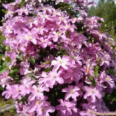 Клематис КОМТЕСС ДЕ БУШО в Лиде