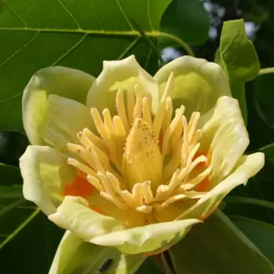 ЛИРИОДЕНДРОН тюльпанный в Лиде