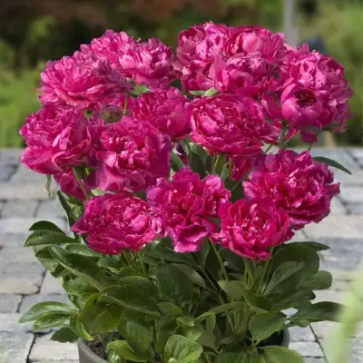 Пион ЛОНДОН травянистый в Лиде