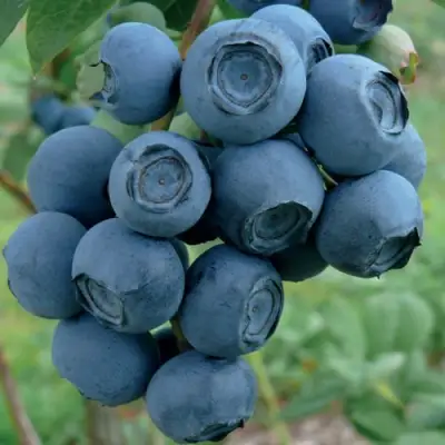 Голубика РУБЕЛ в Лиде