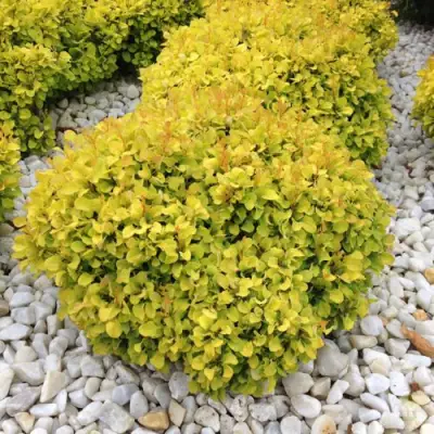 Барбарис БОНАНЗА ГОЛД тунберга в Лиде