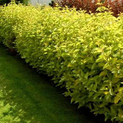 Комплект ДАРТС ГОЛД в Лиде