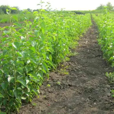 Подвой черешни ДИКАЯ ЧЕРЕШНЯ в Лиде